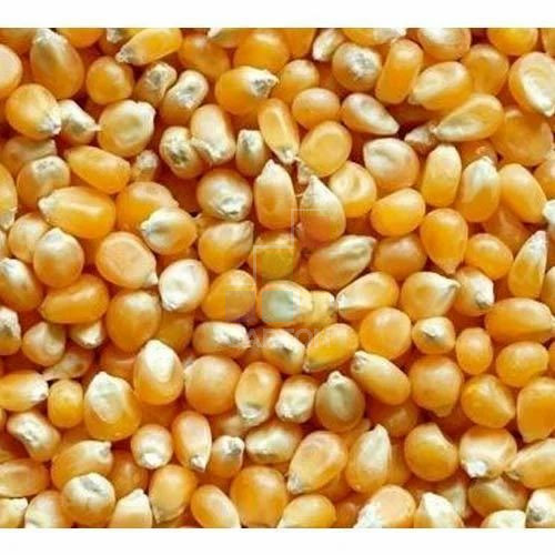 Popcorn Seeds